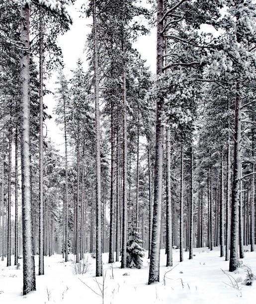 Pine Forest