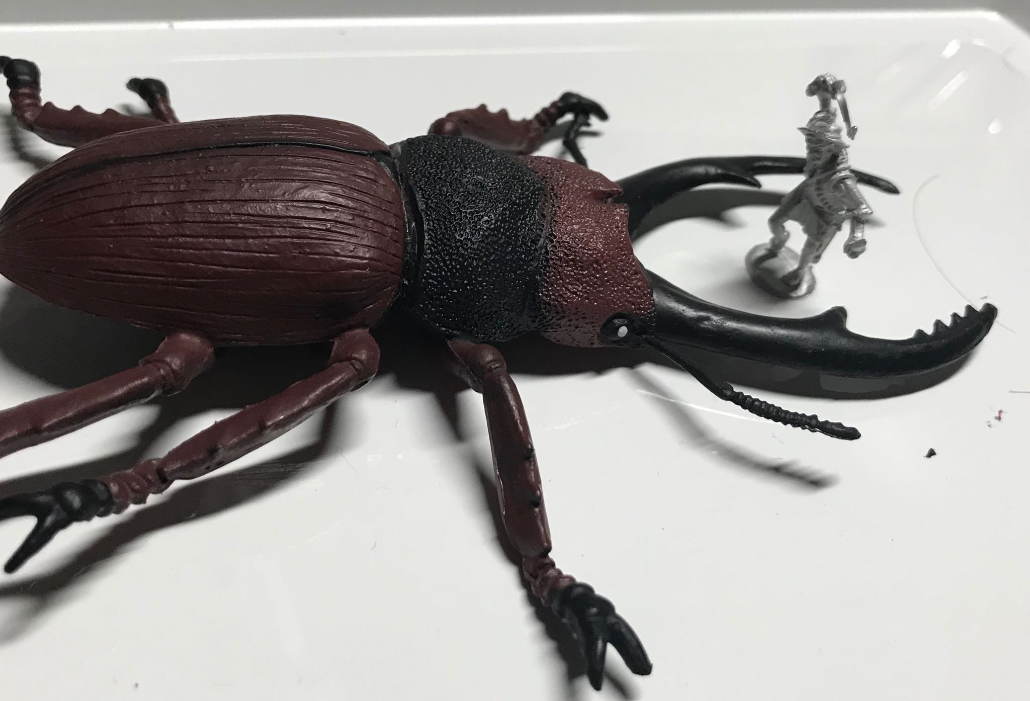 beetle