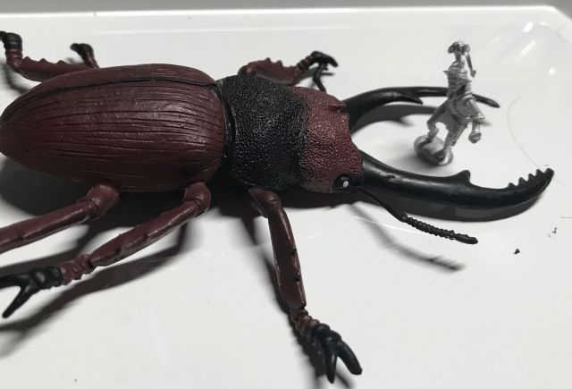 beetle